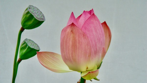 佛教著名的五种吉祥花之莲花