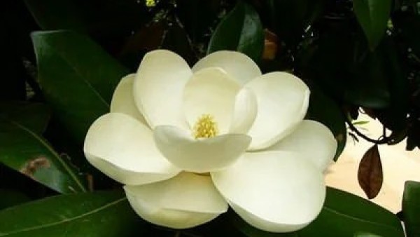 佛教著名的五种吉祥花之山玉兰树花