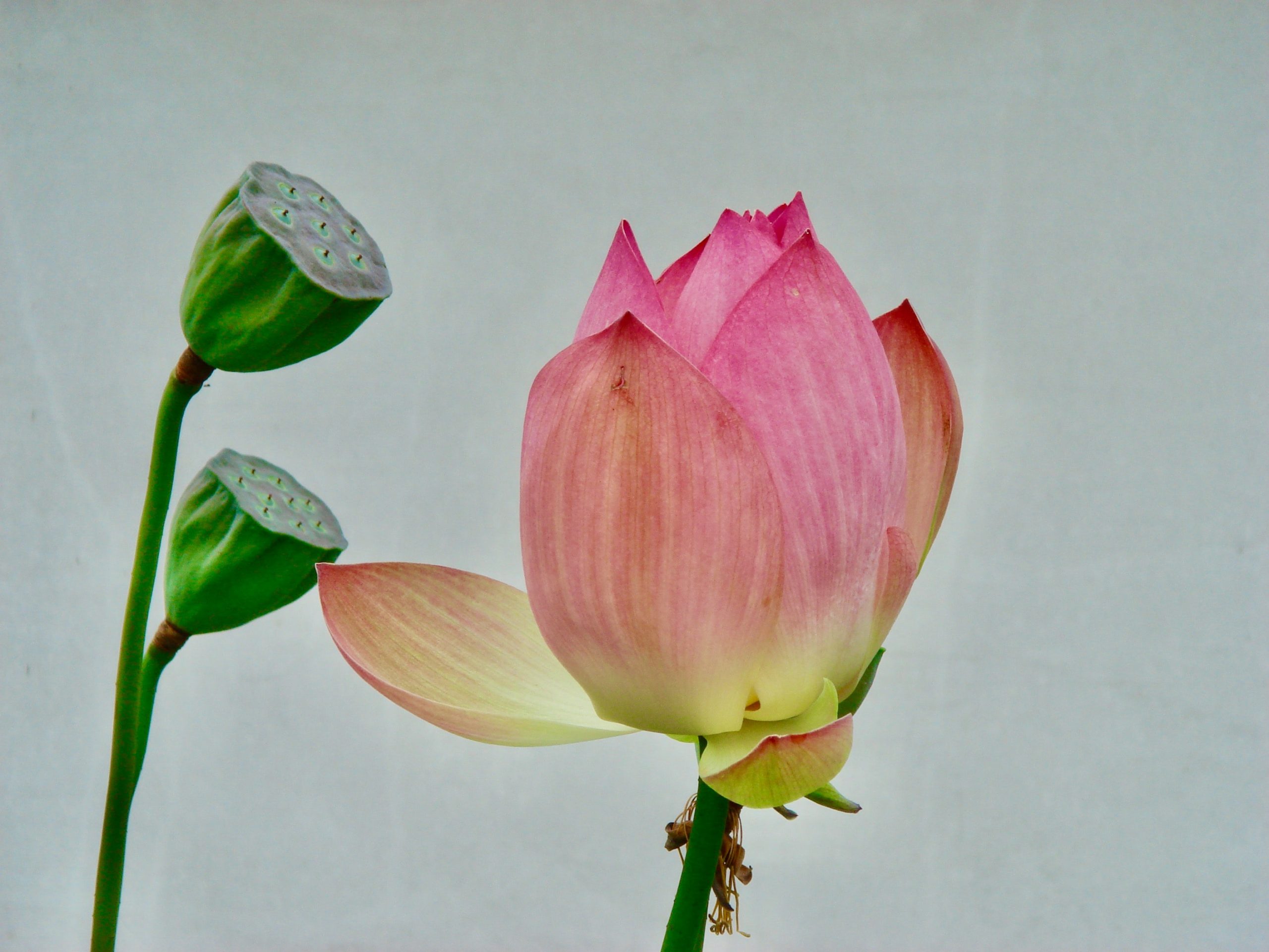 佛教的九种圣花图片图片